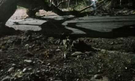 Tras el fuerte Zonda, Chimbas registró caída de árboles, postes y el derrumbe de una vivienda