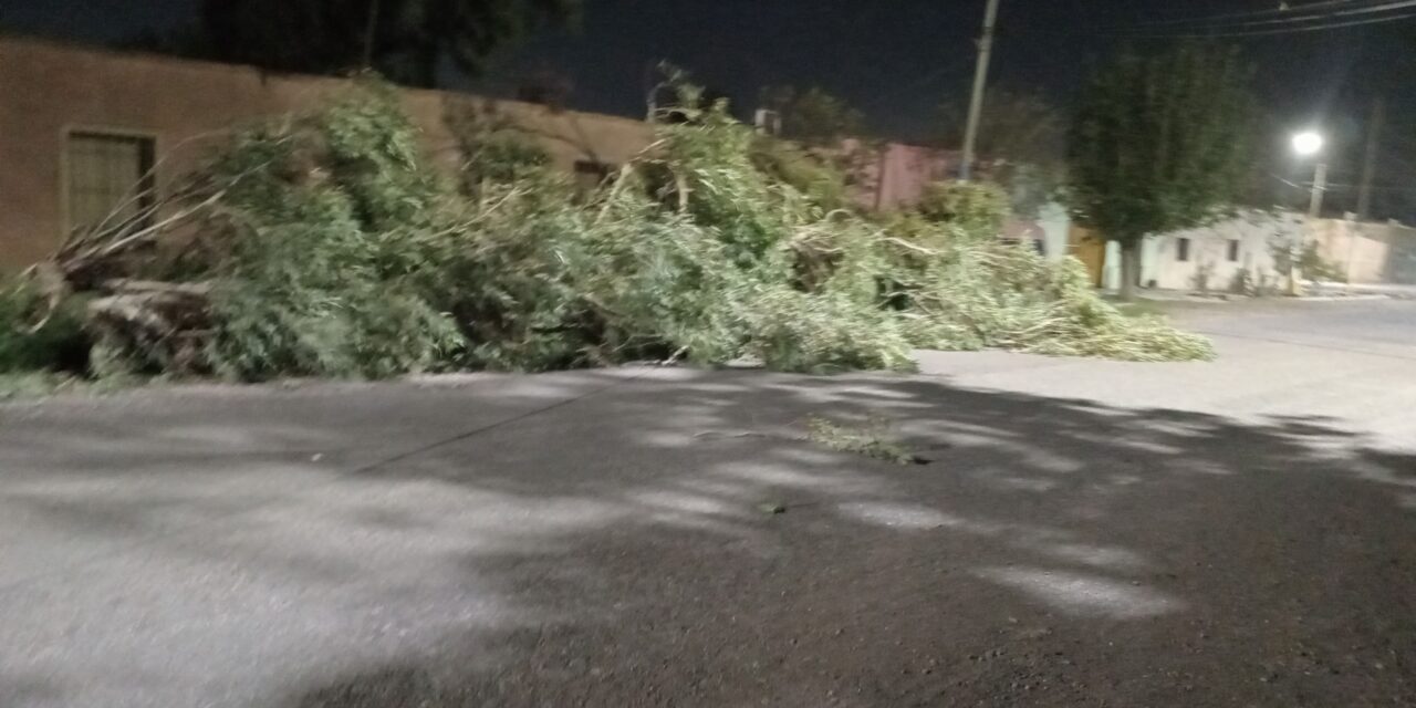 Un auto quedó dañado tras la caída de una enorme rama en Villa Las Rosas