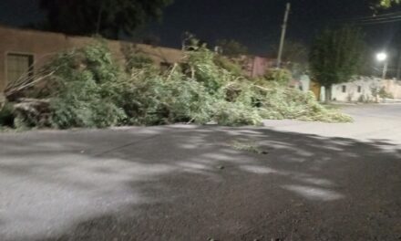 Un auto quedó dañado tras la caída de una enorme rama en Villa Las Rosas