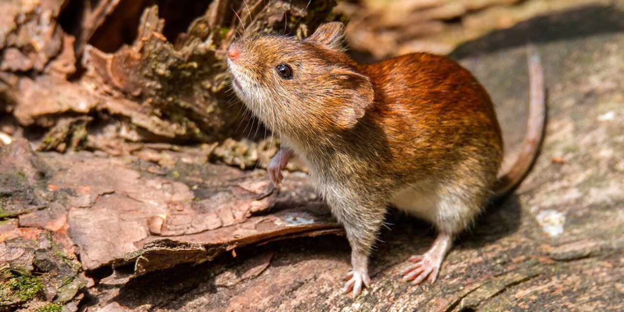 San Juan sigue sin registrar casos de hantavirus pese al aumento de contagios en el país