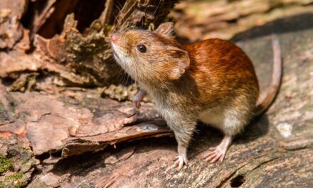 San Juan sigue sin registrar casos de hantavirus pese al aumento de contagios en el país