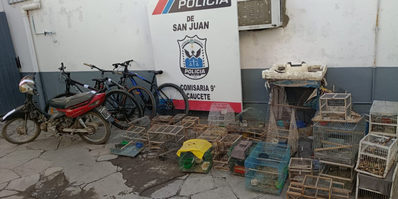 Rescataron 34 aves silvestres y un armadillo en allanamientos realizados en Caucete