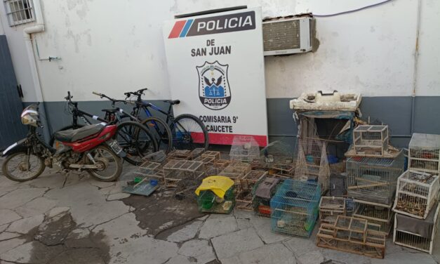Rescataron 34 aves silvestres y un armadillo en allanamientos realizados en Caucete
