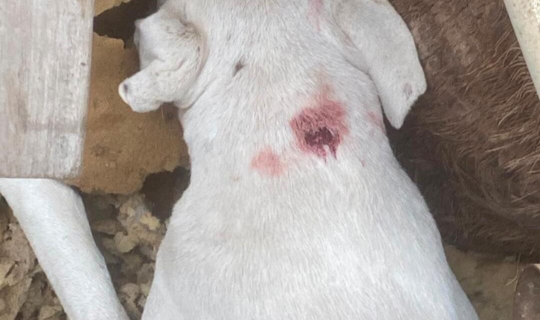 Cruel hallazgo en Valle Fértil: encontraron cachorros abandonados y crece la preocupación