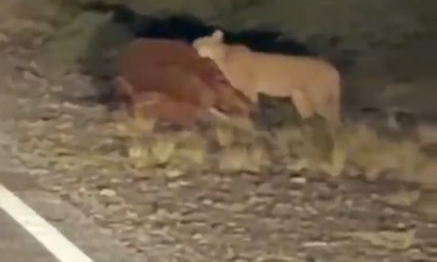 Impactante escena en Valle Fértil: Un puma fue filmado mientras devoraba un caballo tras un choque (video)