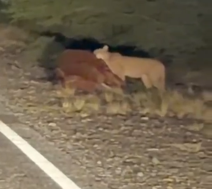Impactante escena en Valle Fértil: Un puma fue filmado mientras devoraba un caballo tras un choque (video)