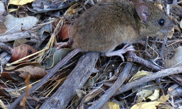 Cómo es el colilargo, el roedor que transmite el hantavirus de los Andes