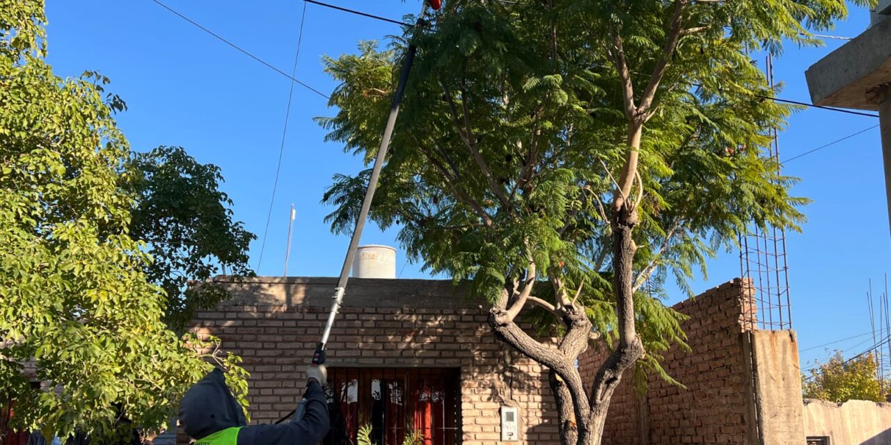 A días del inicio, Rivadavia activa el operativo de poda con eje en seguridad y control