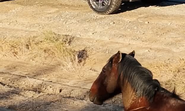 Impactante choque en Ruta 40: una camioneta minera atropelló a un caballo en Jáchal