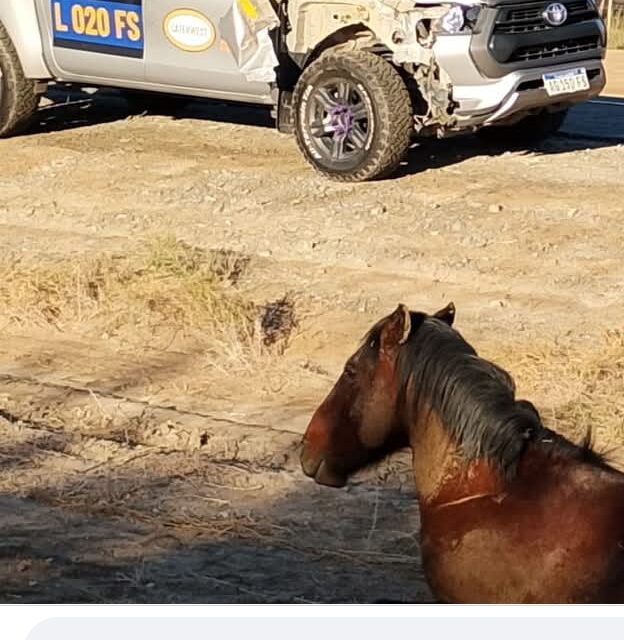 Impactante choque en Ruta 40: una camioneta minera atropelló a un caballo en Jáchal