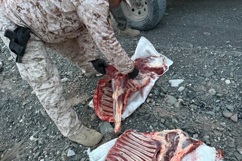 Secuestran carne de guanaco y una combi en operativo contra la caza furtiva en Sarmiento