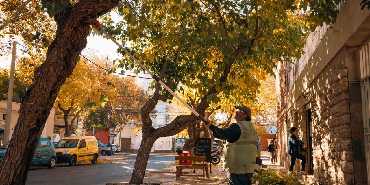 Comenzó la poda del arbolado público en Capital: Barrios y calles afectadas