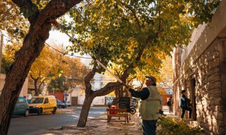 Comenzó la poda del arbolado público en Capital: Barrios y calles afectadas