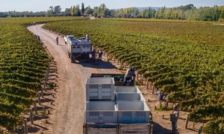 Golpe al esquema vitivinícola: La Nación desarma el financiamiento de la Corporación Vitivinícola Argentina y redefine el rumbo del sector