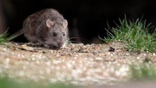 “En San Juan no hemos tenido casos de hantavirus”, afirmó Verónica Pérez, jefa de Zoonosis