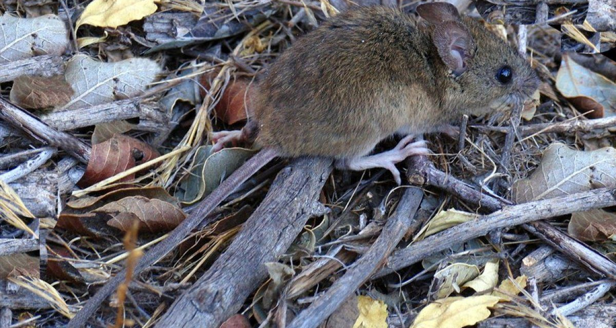 Un pasajero fue hospitalizado tras dar positivo por la cepa Andes