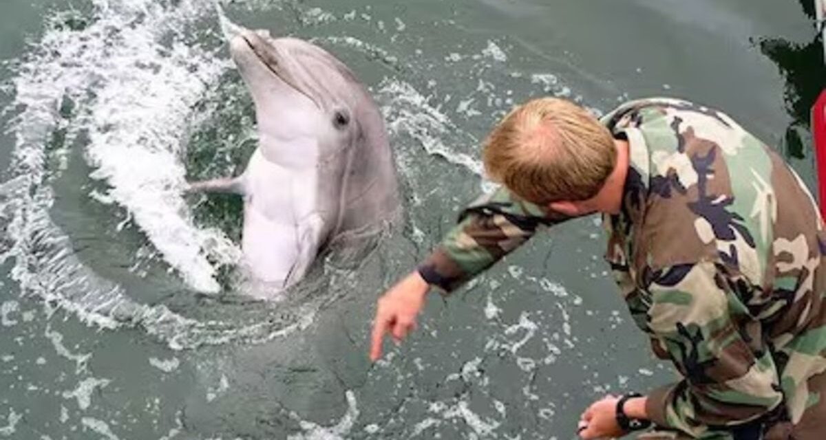 El Pentágono descartó que Irán tenga delfines kamikazes y no negó que EEUU cuente con esa arma