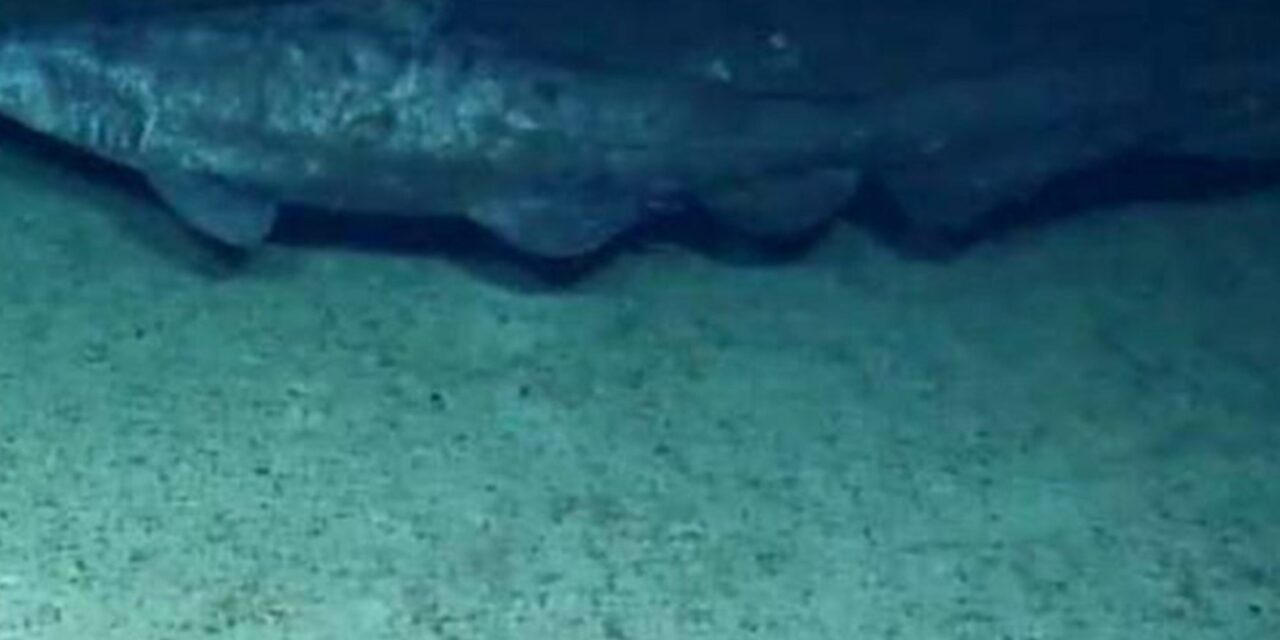 Filmaron en su hábitat por primera vez en la historia a un tiburón duende