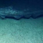 Filmaron en su hábitat por primera vez en la historia a un tiburón duende
