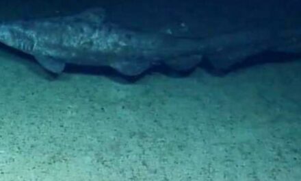 Filmaron en su hábitat por primera vez en la historia a un tiburón duende