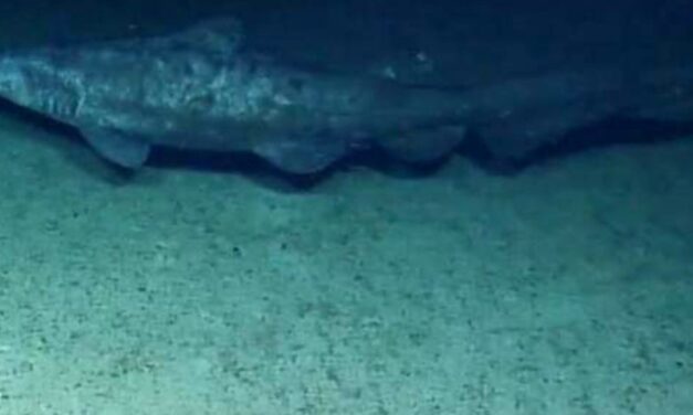 Filmaron en su hábitat por primera vez en la historia a un tiburón duende