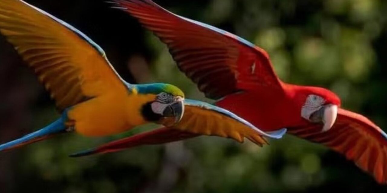 Una guacamaya rechazada por su bandada aprendió un nuevo idioma y fue aceptada por otra especie