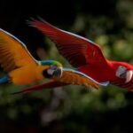 Una guacamaya rechazada por su bandada aprendió un nuevo idioma y fue aceptada por otra especie