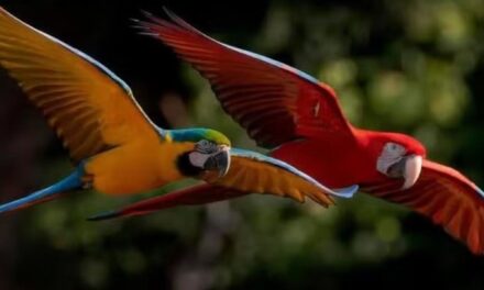 Una guacamaya rechazada por su bandada aprendió un nuevo idioma y fue aceptada por otra especie
