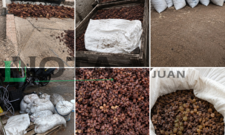 Allanamientos por un enfrentamiento armado terminaron con el secuestro de 2.500 kilos de pasas en Caucete
