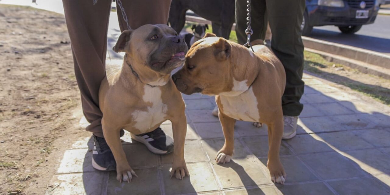 Más de 260 mascotas recibieron atención gratuita en un operativo en Rivadavia