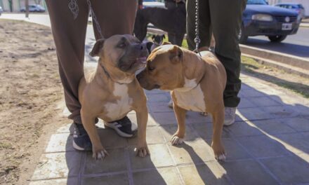 Más de 260 mascotas recibieron atención gratuita en un operativo en Rivadavia