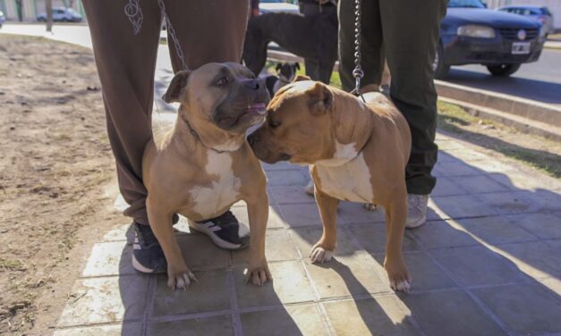 Más de 260 mascotas recibieron atención gratuita en un operativo en Rivadavia