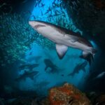 La cuarta muerte del año por ataque de tiburón en Australia reaviva el debate en torno a la cantidad de ejemplares: “Hay más que nunca»