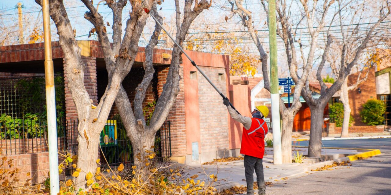 Rivadavia avanza con un amplio operativo de poda y prevé intervenir hasta 11 mil árboles