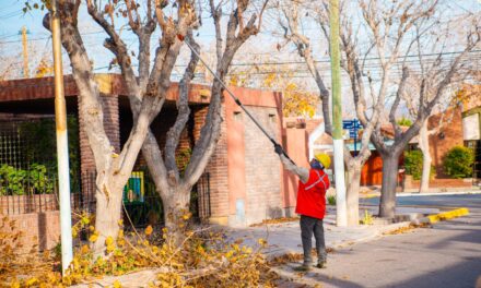 Rivadavia avanza con un amplio operativo de poda y prevé intervenir hasta 11 mil árboles