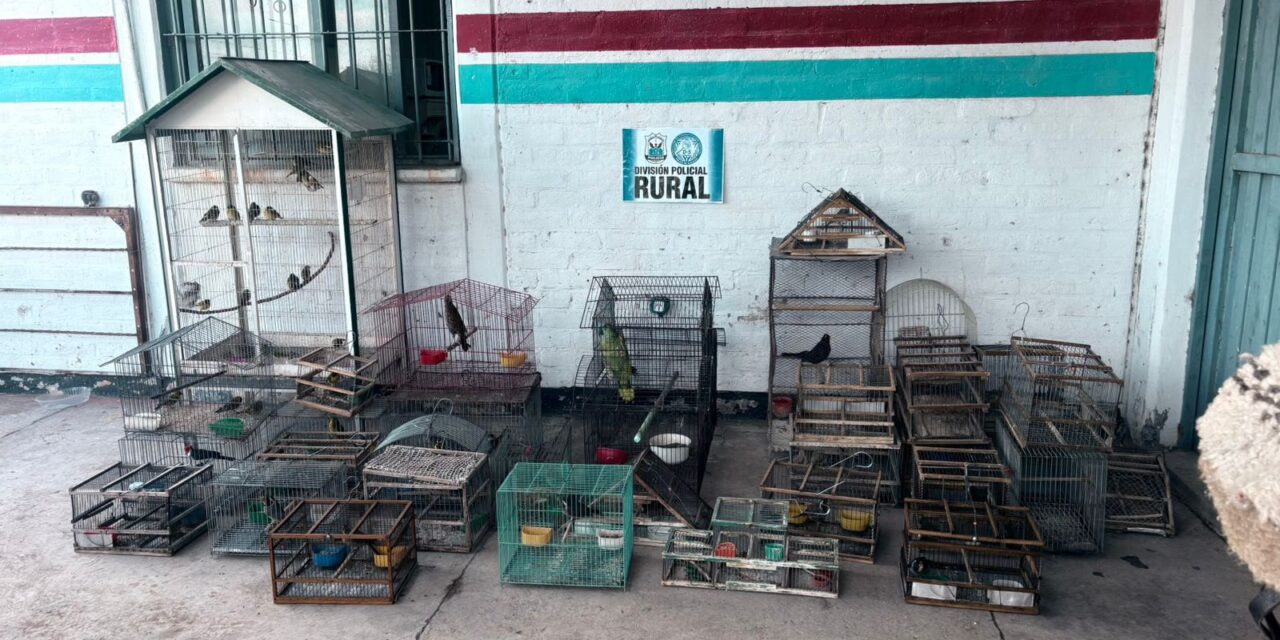 Rescataron más de 40 aves silvestres en allanamientos realizados en Pocito