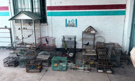 Rescataron más de 40 aves silvestres en allanamientos realizados en Pocito