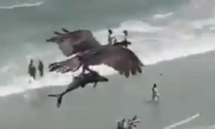Filmaron como un águila atrapa a un tiburón y se lo lleva volando