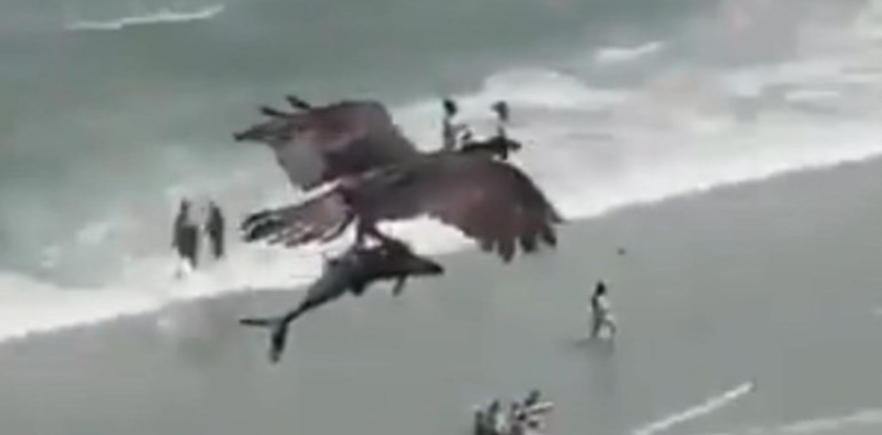 Filmaron como un águila atrapa a un tiburón y se lo lleva volando