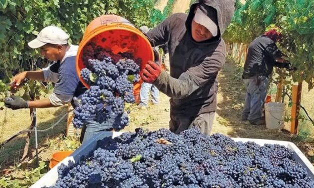 Reclamo de productores por el pago de uvas tintas: aseguran que les cambiaron las condiciones acordadas