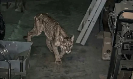 La historia del puma que apareció en Zonda y el mensaje que deja sobre el futuro del ambiente