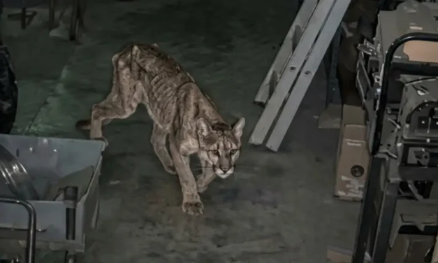 La historia del puma que apareció en Zonda y el mensaje que deja sobre el futuro del ambiente