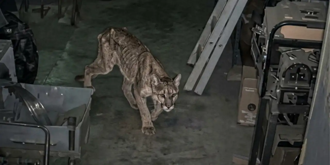 La historia del puma que apareció en Zonda y el mensaje que deja sobre el futuro del ambiente
