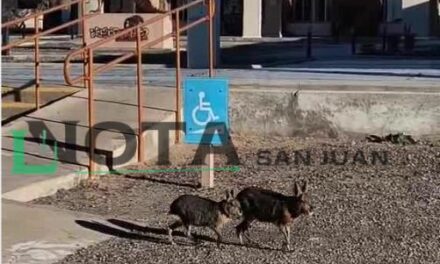 Una familia de maras sorprendió a turistas en Ischigualasto