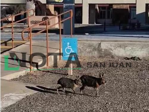 Una familia de maras sorprendió a turistas en Ischigualasto