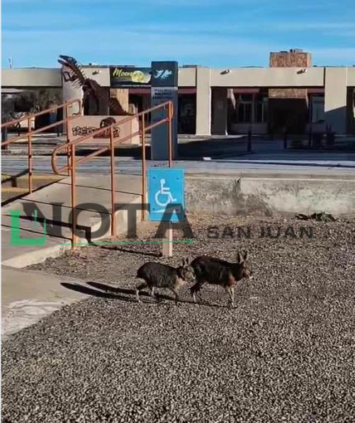 Una familia de maras sorprendió a turistas en Ischigualasto