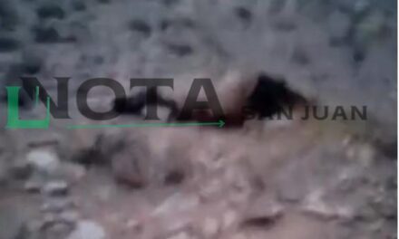 Cuatreros faenan tres vacunos y dejan un cementerio de animales clandestino en iglesia