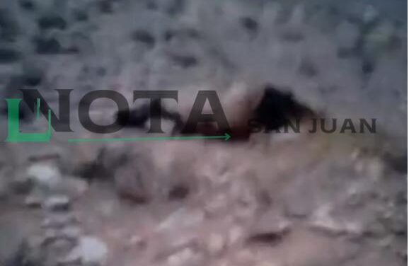 Cuatreros faenan tres vacunos y dejan un cementerio de animales clandestino en iglesia
