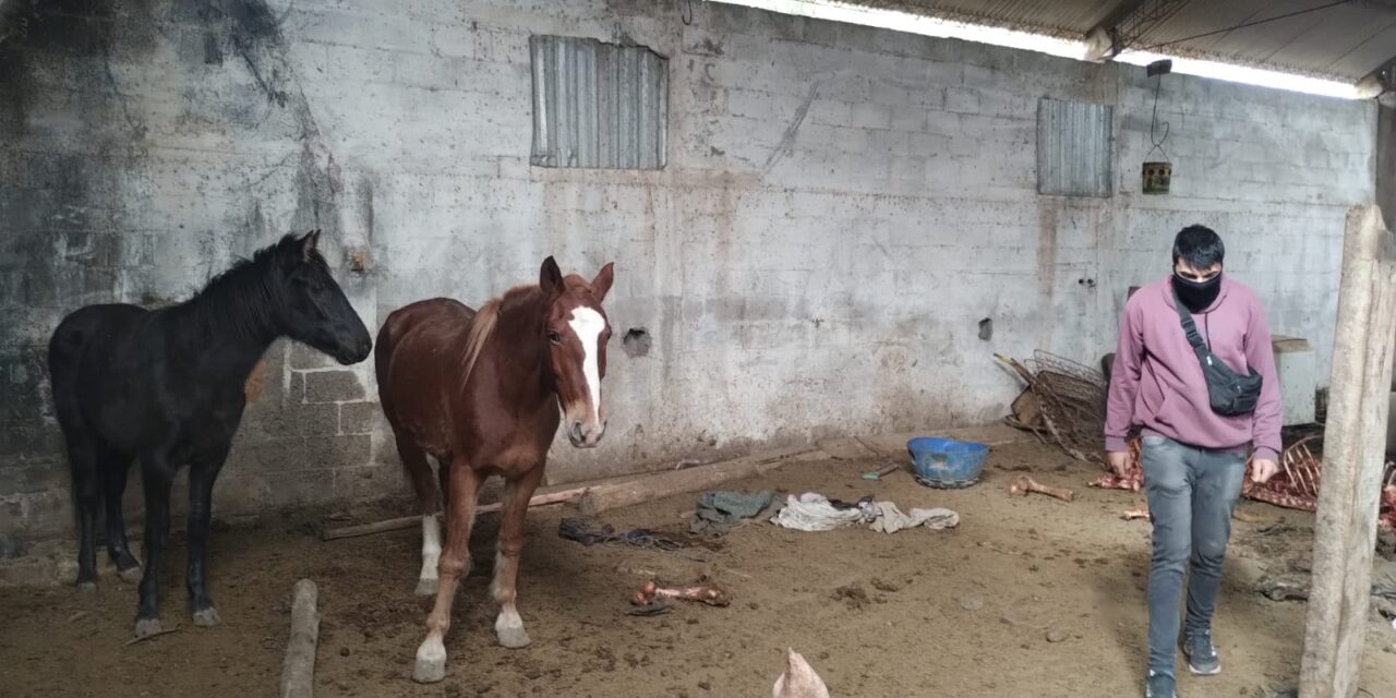 Faena clandestina en Pocito: un detenido y un importante secuestro durante un allanamiento