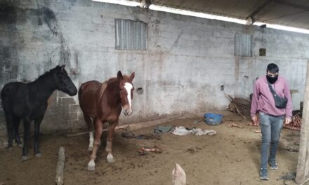Faena clandestina en Pocito: un detenido y un importante secuestro durante un allanamiento